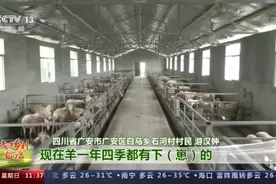 走进乡村看小康丨湖羊肉怎么这么好吃！跟着羊倌儿看看“羊村”的“巴适”生活图片