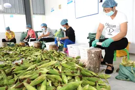 西双版纳香糯小玉米闯进欧美市场图片