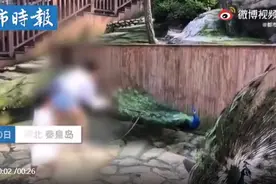 女子景区内拔掉孔雀羽毛只为哄娃，网友怒了图片