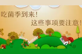 吃菌季到来！这些事项要注意！视频封面