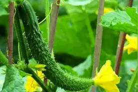 伏天湿热重 吃瓜清热利湿图片
