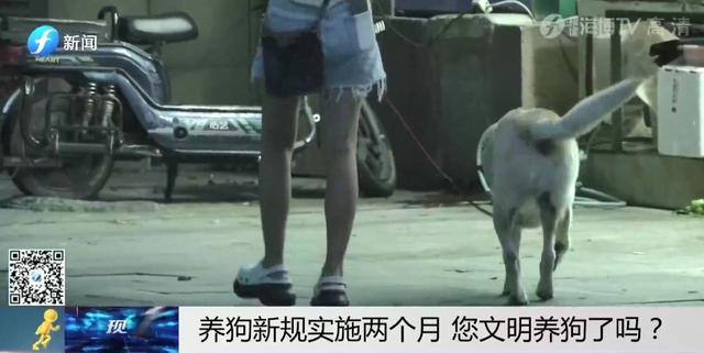 出门遛狗这些东西你带了吗，不带会被罚款哦