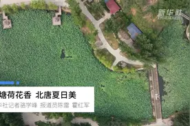 满塘荷花香  北唐夏日美视频封面