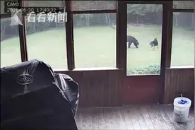 自己的狗在院子和熊玩 美国女子听邻居说才知道图片