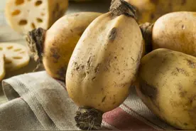 这种“夏日宝”，生吃清热、熟吃健脾图片