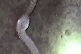 上海大爷戴70万手表坐地铁结果表掉入轨道，网友评论亮了图片