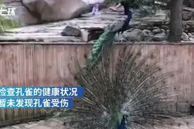 叮咚快评｜女游客拔孔雀羽毛哄娃，言传身教“不文明”图片