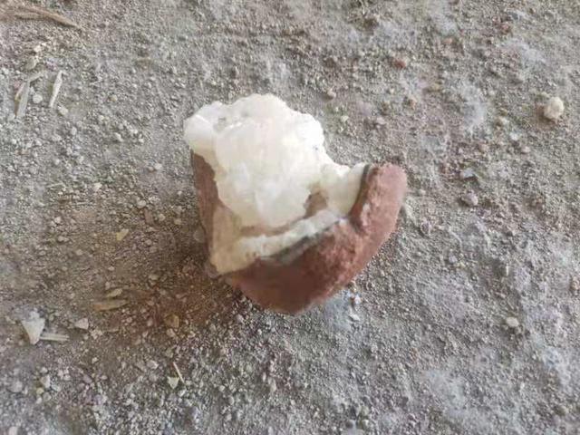 羊角化石拍卖成交记录