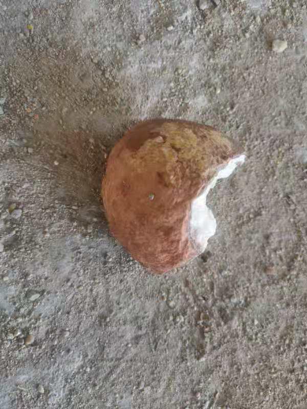 羊角化石拍卖成交记录