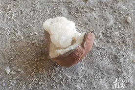 继河源后，茂名又现恐龙蛋！恐龙为何偏爱广东？图片