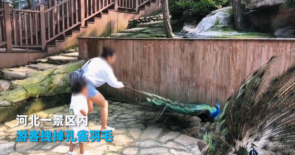 过分！为逗孩子一女子景区内拔掉孔雀羽毛 律师：景区可主张赔偿图片