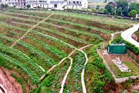 四川泸县石桥镇：菜瓜丰收 群众“菜篮子”上新图片