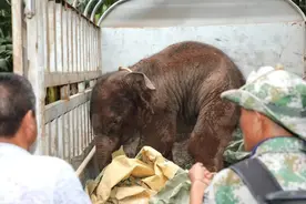 西双版纳成功救回一头受伤小象图片