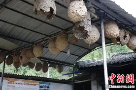 小胡蜂大作用，控虫致富促多赢图片
