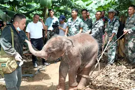 西双版纳一头小象受伤，上百人紧急救助图片