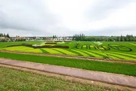 占地100亩！“美丽田园”水稻画亮相合庆郊野公园→图片
