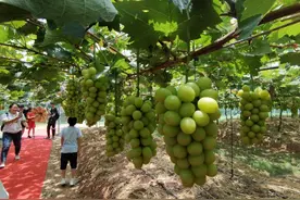 惠州神农兰香谷开园，阳光玫瑰葡萄受热捧图片