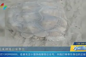 佛山一街坊不小心买了两只“牢底坐穿龟”，罚了这么多图片