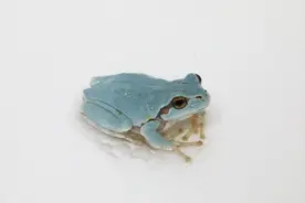 生物多样性观察｜首次发现蓝色日本雨蛙？学者：非首次，较少见图片