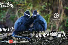 贵州“国宝”来报到——黑叶猴图片