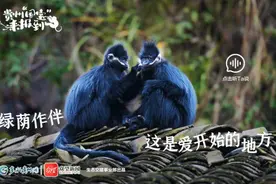贵州“国宝”来报到——黑叶猴图片