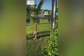 注意看路！澳大利亚一只袋鼠码头边跳跃时不慎跳进水中图片