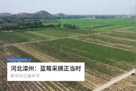 河北滦州：蓝莓采摘正当时视频封面