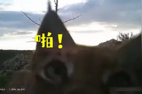 上来就一巴掌！大兴安岭一湿地公园拍到国家二级保护动物破坏相机影像视频封面