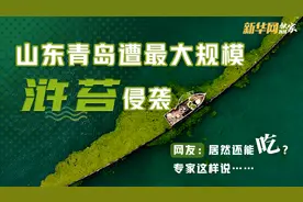 「新华网独家连线」山东青岛遭最大规模浒苔侵袭 网友：能吃吗？专家这样说……图片