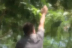 路边芒果不要摘！广西男子被树枝刺入身体、多脏器受损，还有人因此丧命图片