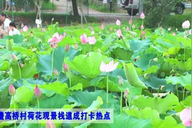 视频｜临澧修梅镇高桥村荷花观景栈道成打卡热点图片