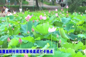 视频｜临澧修梅镇高桥村荷花观景栈道成打卡热点图片