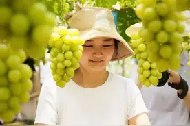 广东本地有机葡萄“飞入寻常百姓家”图片