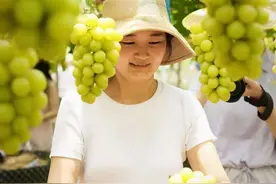 广东本地有机葡萄“飞入寻常百姓家”图片