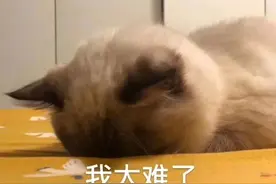 《夏日少年派》这样定档，我连开头都没猜到图片