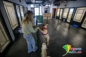 土耳其推出宠物旅馆 为度假主人看管小猫小狗图片