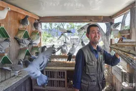 胡同养鸽人图片
