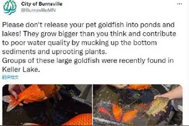 美国小城湖中现巨无霸金鱼官员崩溃：别再乱放生了图片