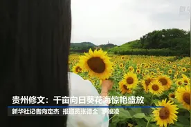 贵州修文：千亩向日葵花海惊艳盛放视频封面