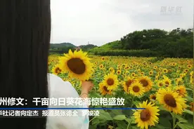 贵州修文：千亩向日葵花海惊艳盛放视频封面