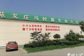 一颗马铃薯一条产业链！胶州市探索马铃薯全产业链改革，年加工能力达16万吨图片
