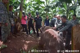 小象被警方救助还喝了两大壶羊奶图片