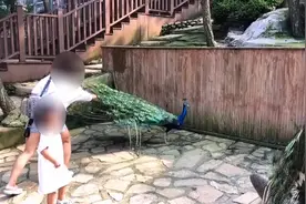 家长为哄孩子硬拔孔雀毛！如此行为，怎能教育好孩子？图片
