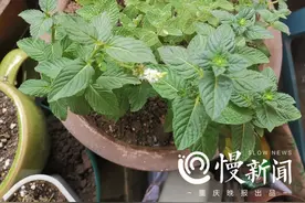 慢生活 | 这些稀奇古怪的薄荷你都见过吗？记者亲测种植十余种薄荷，结果有点惨......图片