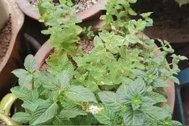 慢生活 | 这些稀奇古怪的薄荷你都见过吗？记者亲测种植十余种薄荷，结果有点惨......图片