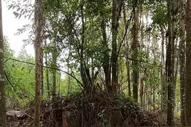 一滴血的距离：一个被拐21年孩子的自白图片