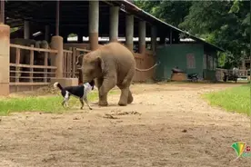 泰国亚洲象与小狗友谊深厚 一起玩游戏关系亲密图片