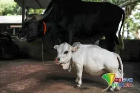 孟加拉国“袖珍”奶牛成当地网红图片