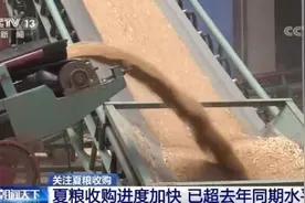 丰收啦！夏粮收购进度快 新粮“入住”智慧仓图片