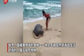 美国夫妇在海滩上触摸濒临灭绝的僧海豹 遭网友谴责图片